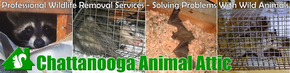 Chattanooga Animal Attic
